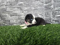 Bella, a female Miniature Australian Shepherd for sale in South Whitley, IN – 2 of 3