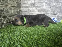 Milo , a male German Shepherd Dog for sale in South Whitley, IN – 3 of 6