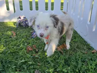 Dakota, a male Toy Australian Shepherd for sale in South Whitley, IN – 3 of 10