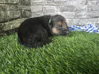 Milo , a male German Shepherd Dog for sale in South Whitley, IN – 2 of 6