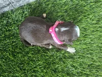 Red tri , a female Toy Australian Shepherd for sale in South Whitley, IN – 2 of 2