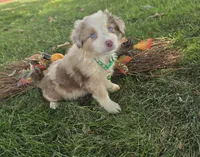 Delani, a male Toy Australian Shepherd for sale in South Whitley, IN – 1 of 4