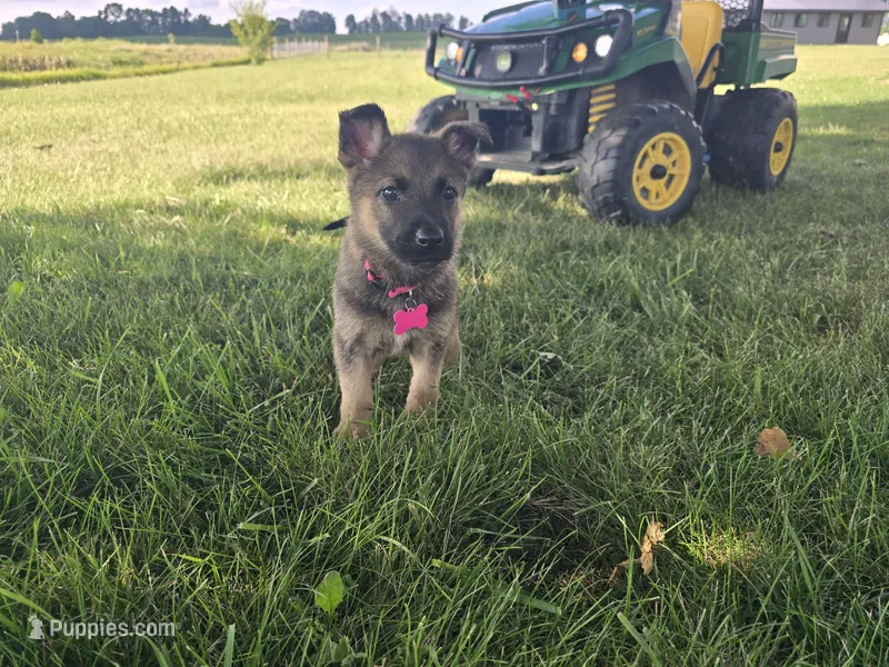 Gretta – German Shepherd Dog puppy for sale in South Whitley, IN