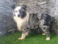 Lil Blue, a male Toy Australian Shepherd for sale in South Whitley, IN – 2 of 6