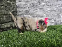 Beauty , a female Miniature Australian Shepherd for sale in South Whitley, IN – 3 of 6