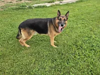 Joy, a female German Shepherd Dog for sale in South Whitley, IN – 6 of 6