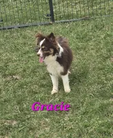 Jasper, a male Toy Australian Shepherd for sale in South Whitley, IN – 4 of 4
