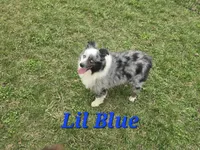 Jasper, a male Toy Australian Shepherd for sale in South Whitley, IN – 3 of 4