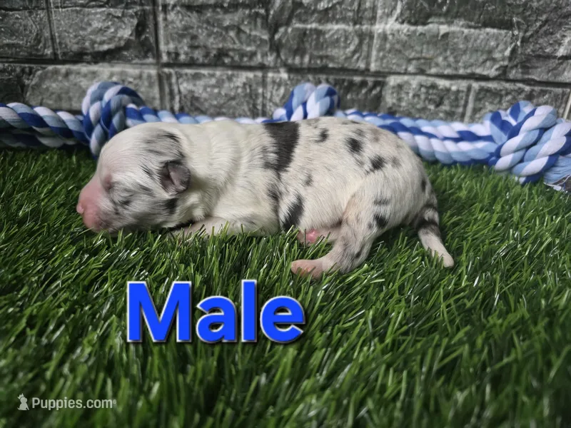 Jasper – Toy Australian Shepherd puppy for sale in South Whitley, IN