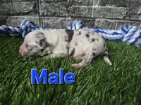 Jasper, a male Toy Australian Shepherd for sale in South Whitley, IN – 1 of 4
