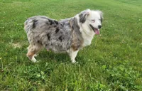 Daisy , a female Toy Australian Shepherd for sale in South Whitley, IN – 6 of 6