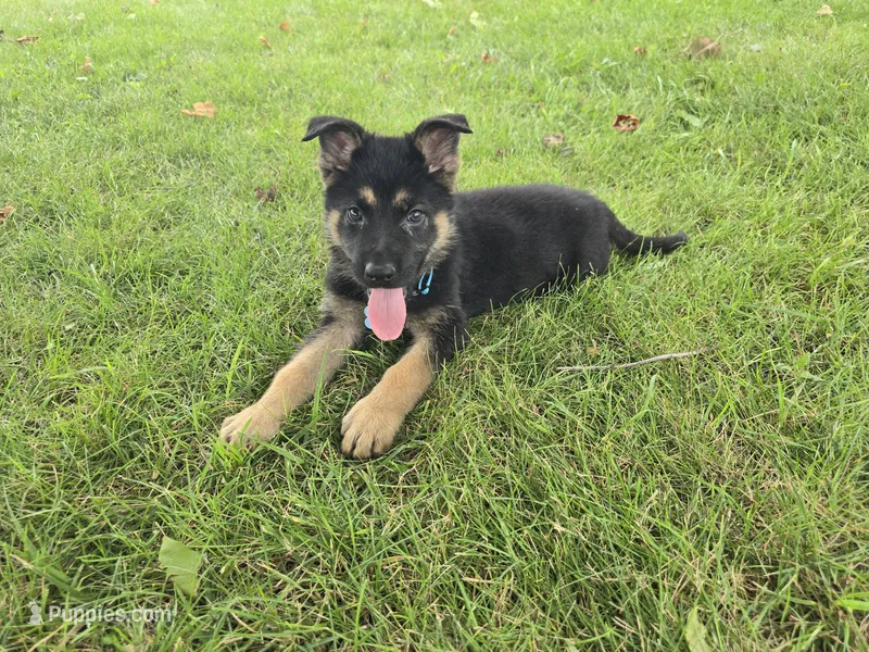 Gatlin – German Shepherd Dog puppy for sale in South Whitley, IN