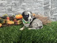 Chase, a male Toy Australian Shepherd for sale in South Whitley, IN – 2 of 4