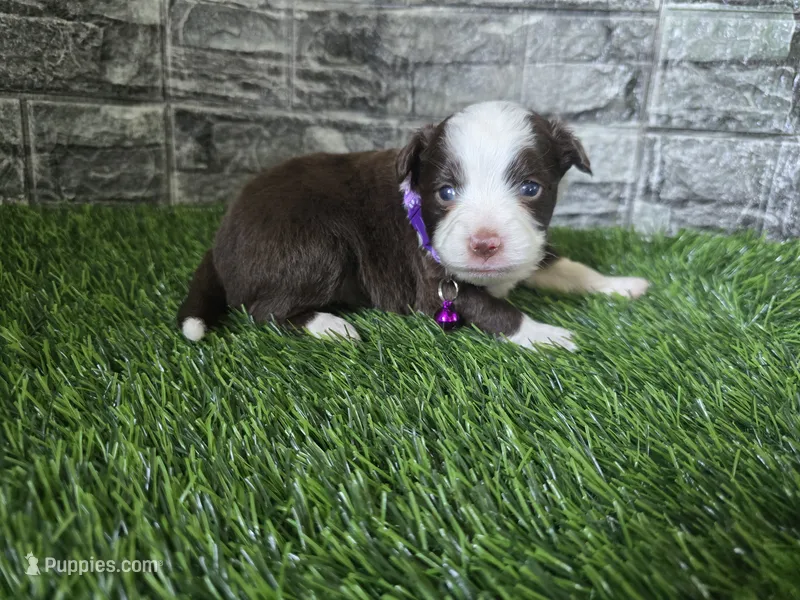 Sunshine – Toy Australian Shepherd puppy for sale in South Whitley, IN