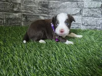 Sunshine, a female Toy Australian Shepherd for sale in South Whitley, IN – 6 of 8