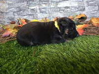 Hope, a female German Shepherd Dog for sale in South Whitley, IN – 2 of 5