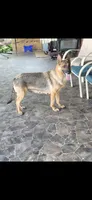 Gretta, a female German Shepherd Dog for sale in South Whitley, IN – 7 of 7