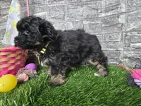 Beauty , a female Poodle - Toy  and Miniature Aussiedoodle for sale in South Whitley, IN – Photo 2 of 4