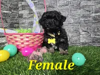 Beauty , a female Poodle - Toy  and Miniature Aussiedoodle for sale in South Whitley, IN – Photo 1 of 4