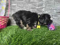 Beauty , a female Poodle - Toy  and Miniature Aussiedoodle for sale in South Whitley, IN – Photo 4 of 4