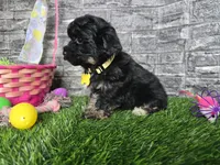 Beauty , a female Poodle - Toy  and Miniature Aussiedoodle for sale in South Whitley, IN – Photo 3 of 4