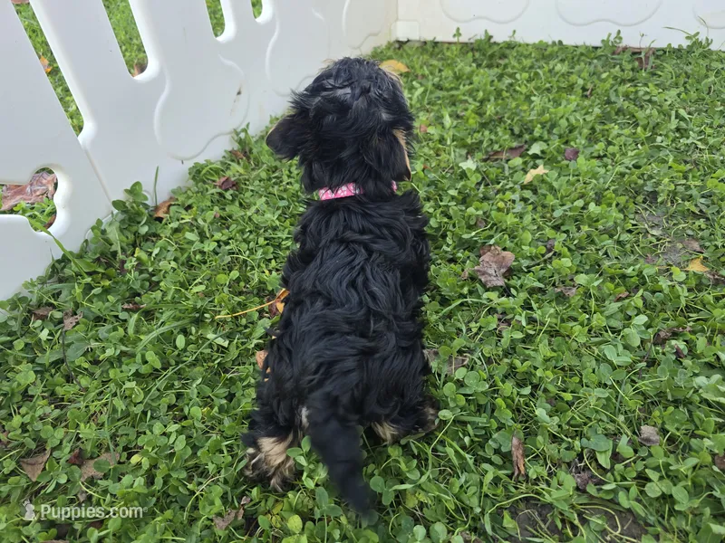Bella – Yorkshire Terrier puppy for sale in South Whitley, IN