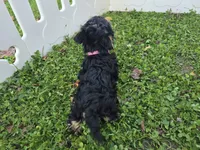 Bella, a female Yorkshire Terrier for sale in South Whitley, IN – 1 of 6