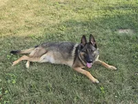 Milo , a male German Shepherd Dog for sale in South Whitley, IN – 6 of 6