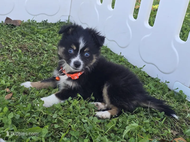 Charlie  – Toy Australian Shepherd puppy for sale in South Whitley, IN