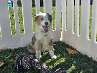 Delani (REDUCED), a male Toy Australian Shepherd for sale in South Whitley, IN – 4 of 6