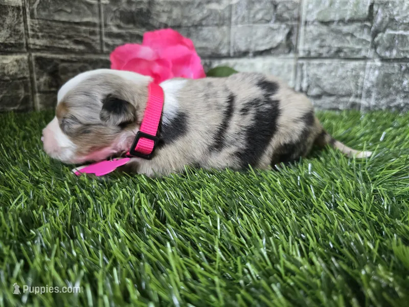 Beauty  – Australian Shepherd puppy for sale in South Whitley, IN