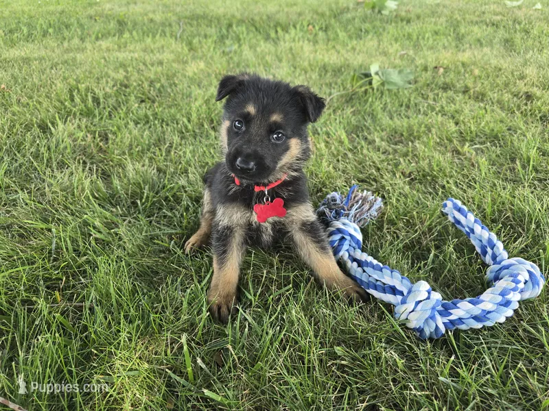Gatlin – German Shepherd Dog puppy for sale in South Whitley, IN