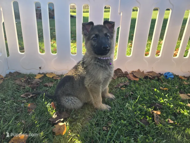 Misty – German Shepherd Dog puppy for sale in South Whitley, IN