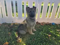 Misty** REDUCED , a female German Shepherd Dog for sale in South Whitley, IN – 1 of 6