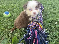 Abby, a female Toy Australian Shepherd for sale in South Whitley, IN – 3 of 5