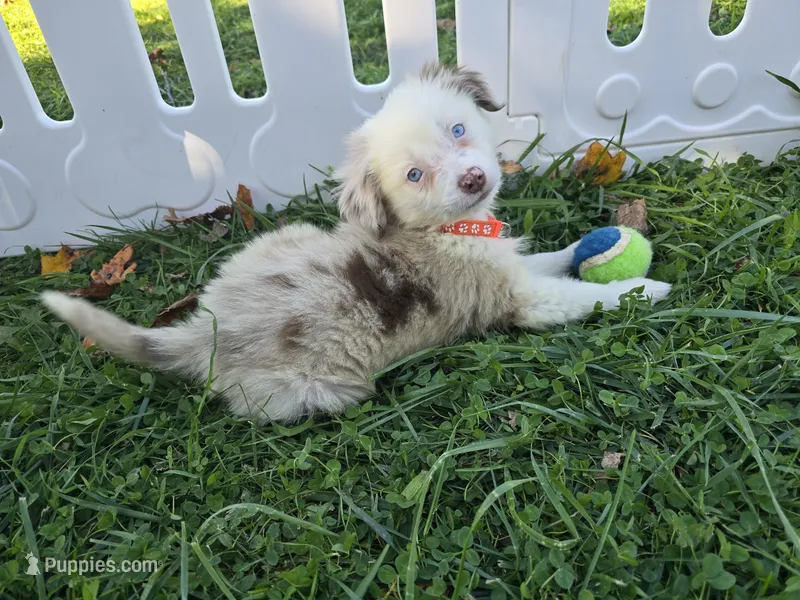 Dakota – Toy Australian Shepherd puppy for sale in South Whitley, IN