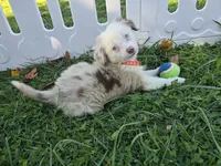 Dakota, a male Toy Australian Shepherd for sale in South Whitley, IN – 1 of 10