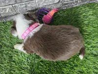 Sugar, a female Toy Australian Shepherd for sale in South Whitley, IN – 3 of 3