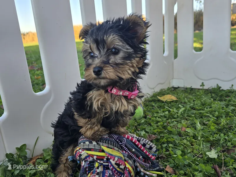 Bella – Yorkshire Terrier puppy for sale in South Whitley, IN