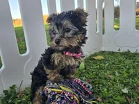 Bella, a female Yorkshire Terrier for sale in South Whitley, IN – 3 of 6