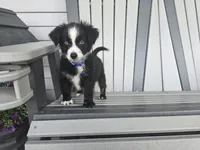 Bear/Black Bi/blue eyes, a male Toy Australian Shepherd for sale in South Whitley, IN – 3 of 4
