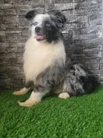 Lil Blue, a male Toy Australian Shepherd for sale in South Whitley, IN – 5 of 6