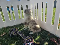 Delani (REDUCED), a male Toy Australian Shepherd for sale in South Whitley, IN – 3 of 6