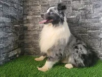 Lil Blue, a male Toy Australian Shepherd for sale in South Whitley, IN – 3 of 6