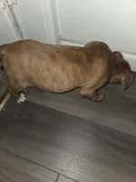 China, a female American Pit Bull Terrier for sale in St. Louis, MO – Photo 2 of 2