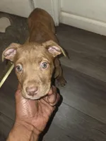 China, a female American Pit Bull Terrier for sale in St. Louis, MO – Photo 1 of 2