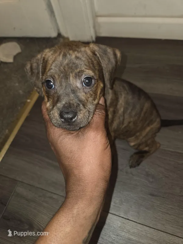 Cheetara – American Pit Bull Terrier puppy for sale in St. Louis, MO