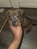 Cheetara, a female American Pit Bull Terrier for sale in St. Louis, MO – Photo 1 of 3