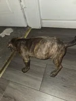 Cheetara, a female American Pit Bull Terrier for sale in St. Louis, MO – Photo 3 of 3