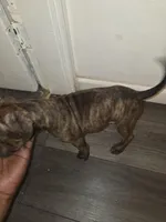 Cheetara, a female American Pit Bull Terrier for sale in St. Louis, MO – Photo 2 of 3